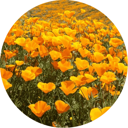 California Poppy Seed